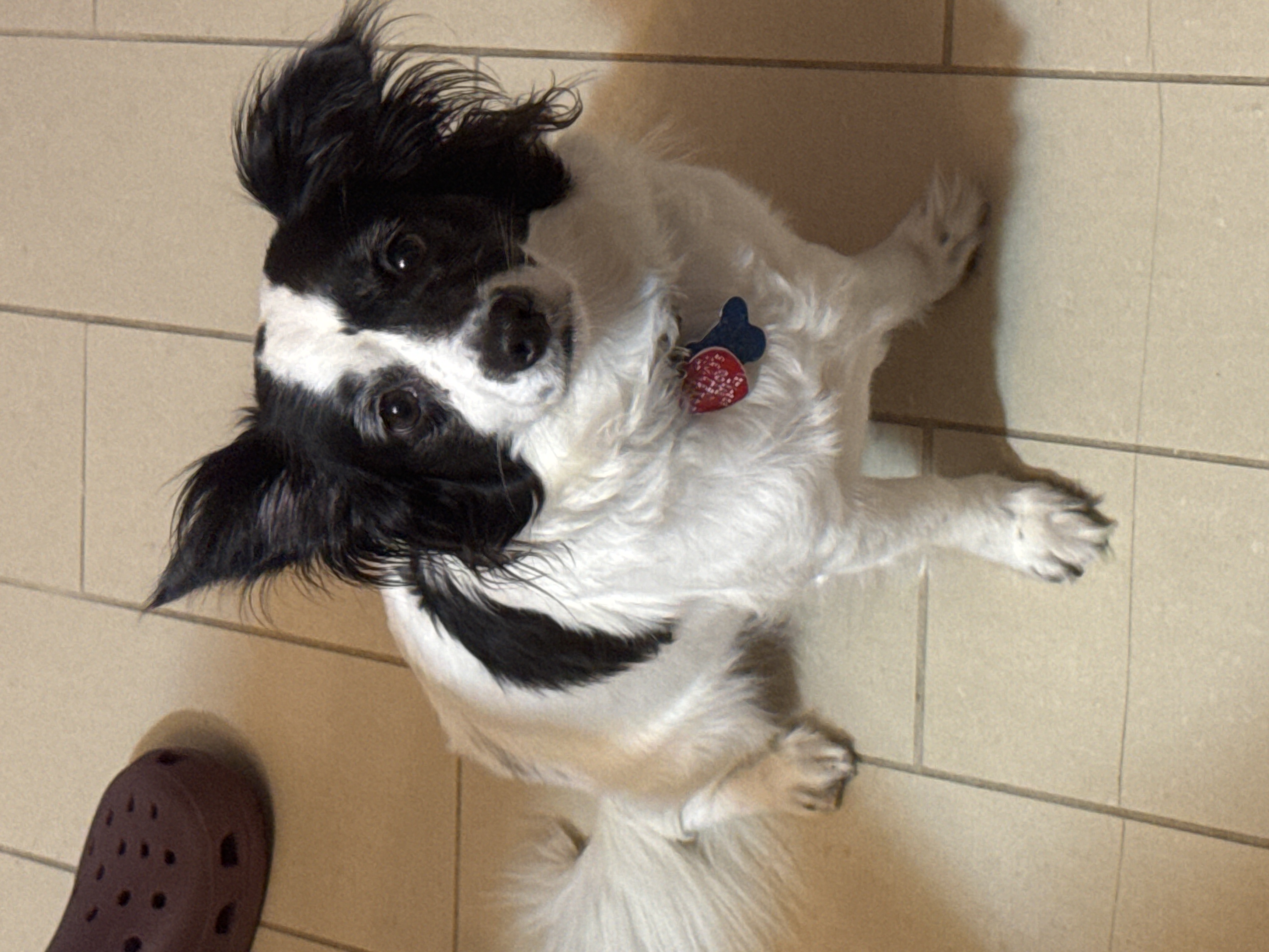 Dog